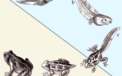The Moon’s Nodes in the Third/Ninth House