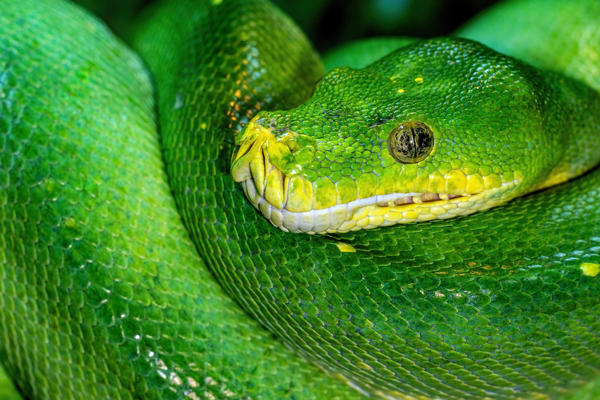 Kacchanira Naga