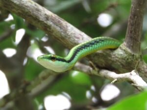 Sukra Naga